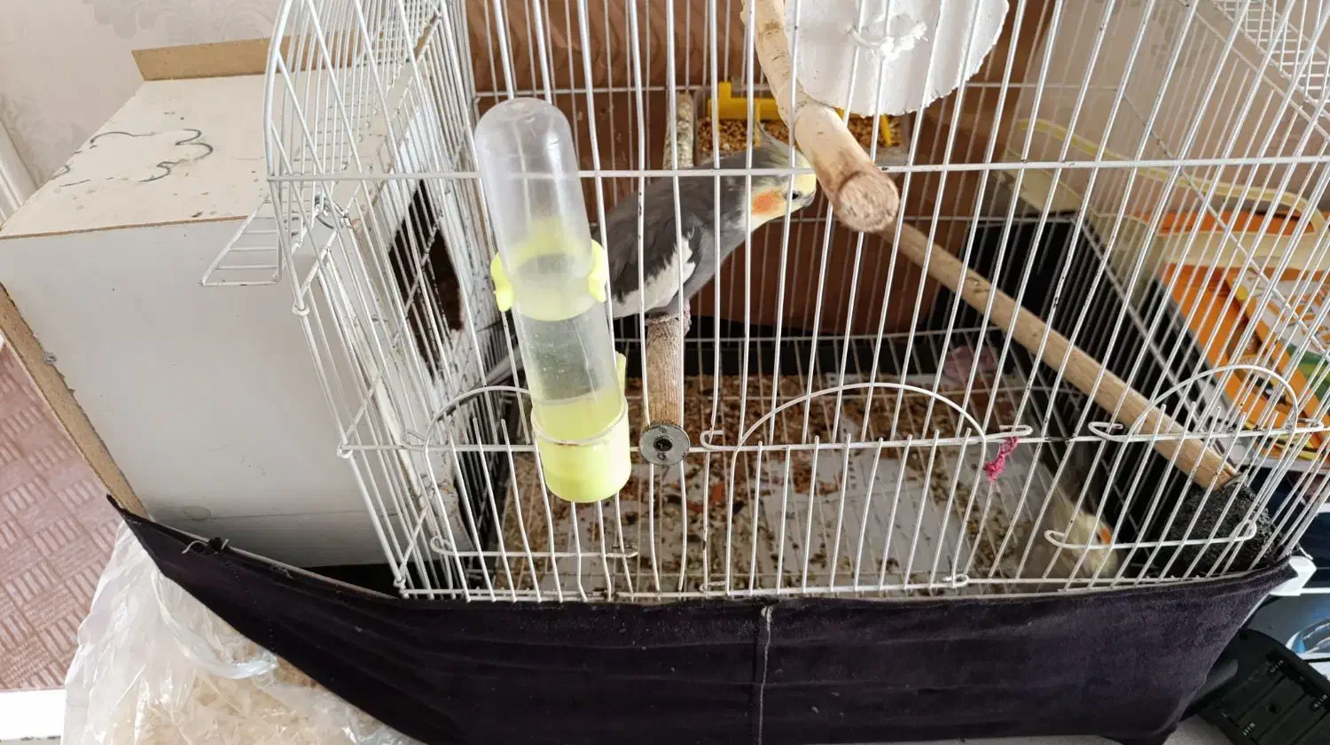 طوطی عروس هلندی سخنگو|پرنده|اردبیل, |دیوار