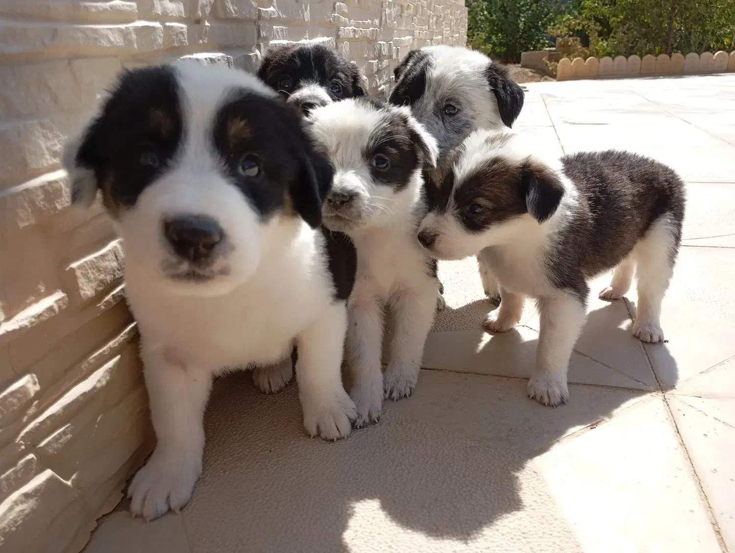 واگذاری رایگان|سگ|شاهرود, |دیوار