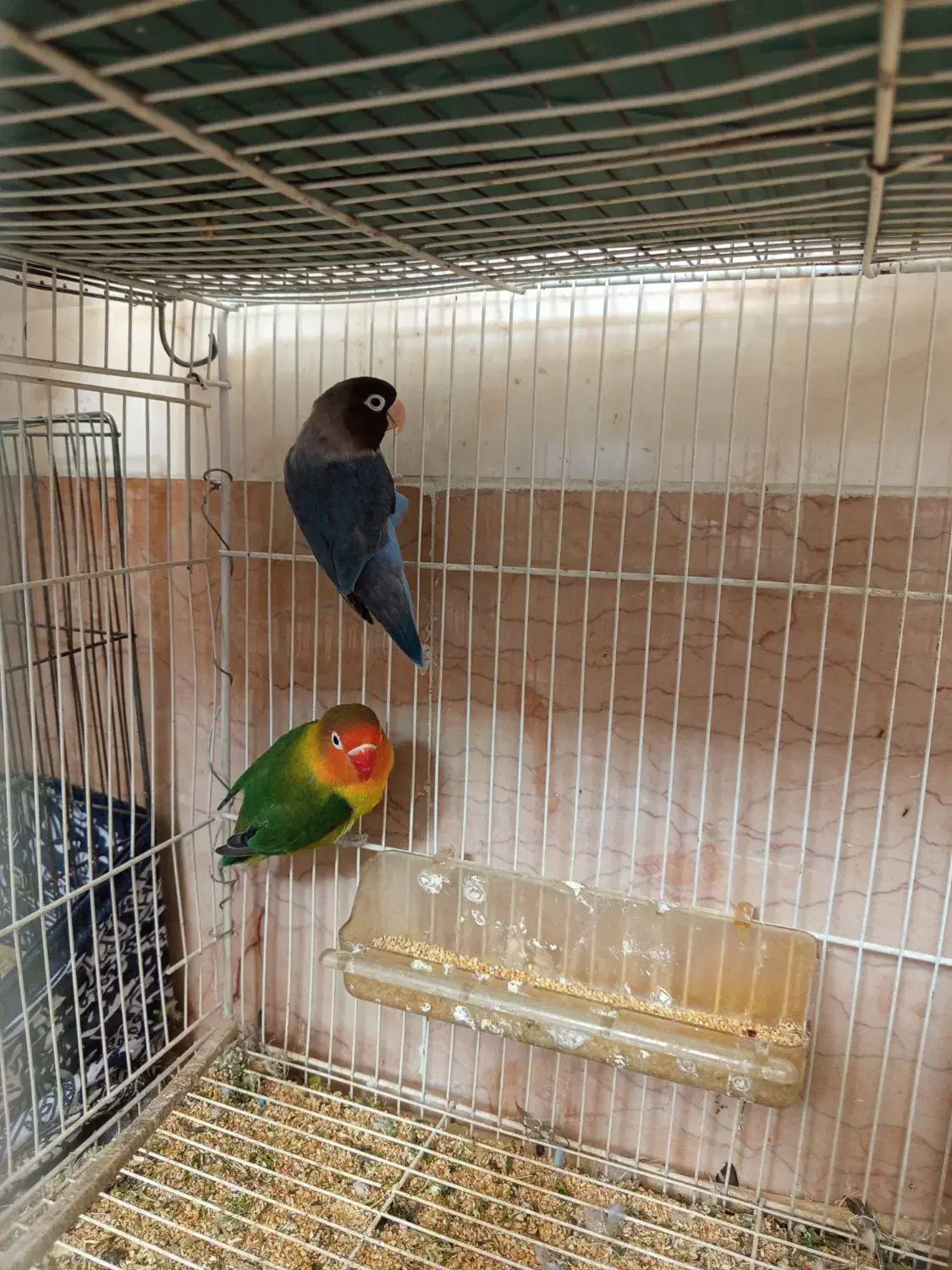 کوتوله برزیلی|پرنده|شیراز, گویم|دیوار