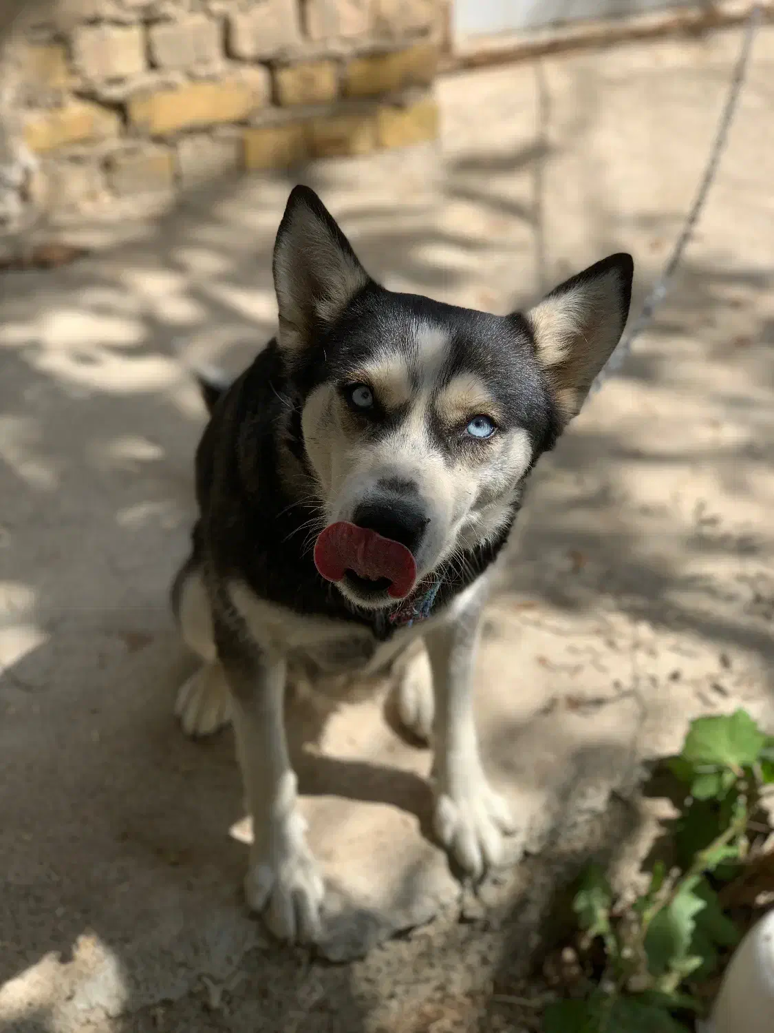 سگ هاسکی|سگ|گلپایگان, |دیوار