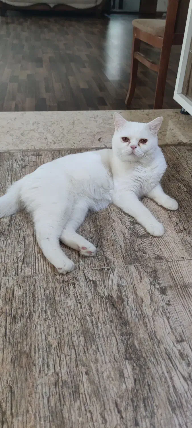 گربه پرشین بریتیش|گربه|نقده, |دیوار