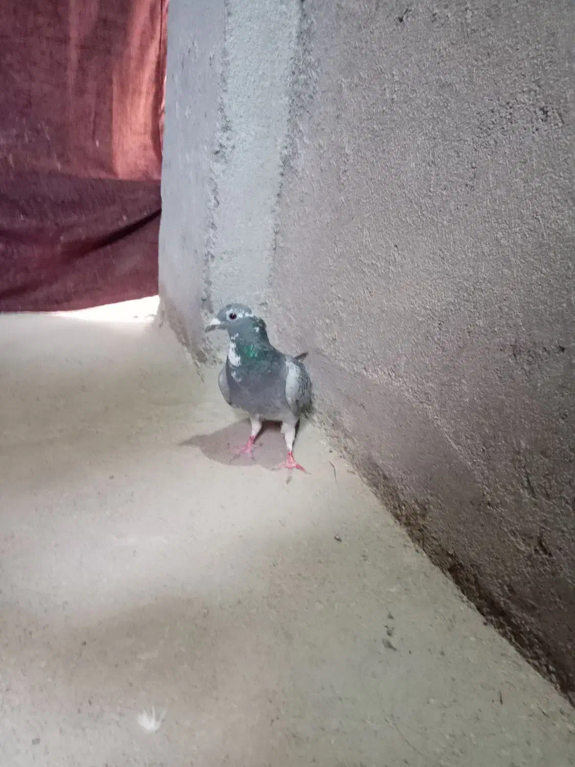 ماده پولکی|پرنده|تربتحیدریه, بازار|دیوار