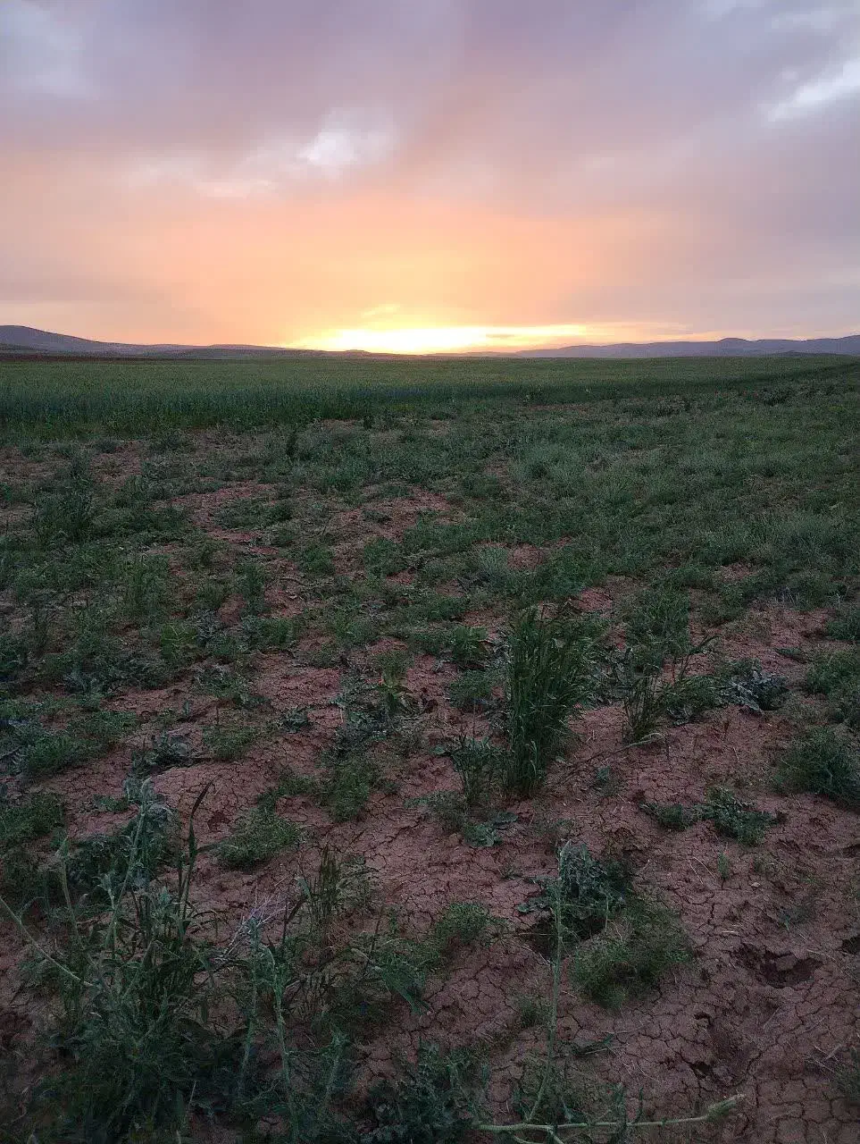 زمین دیم|فروش زمین و ملک کلنگی|صالح آباد, |دیوار