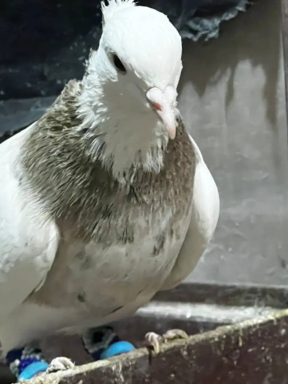 فروشی نر  اجری کرم  خال سیاه|پرنده|رامهرمز, |دیوار