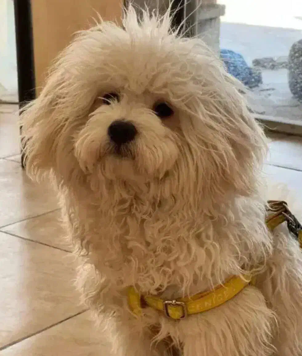 سگ شیتزو هشت ماهه|سگ|شیراز, کوشک میدان|دیوار