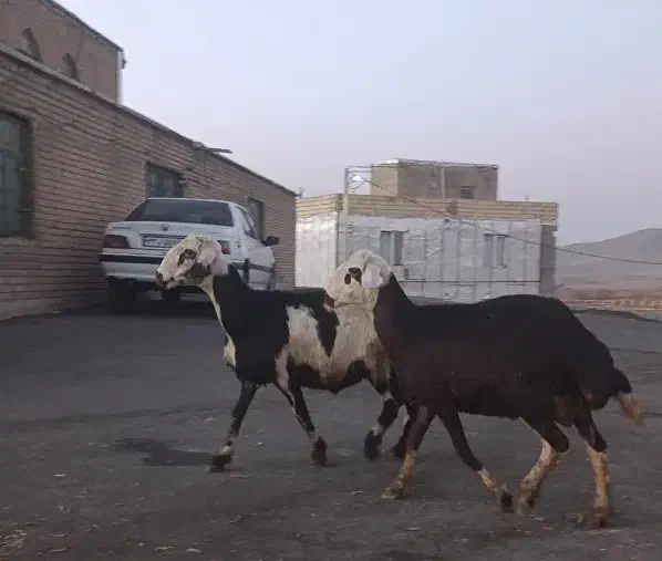 بره قوچ افشاری اصیل|حیوانات مزرعه|زند, |دیوار