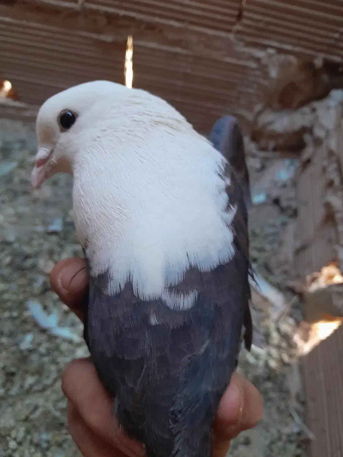 کله سفید،وچند تا کفتر گرفتنی|پرنده|سبزوار, شرق کال شمالی|دیوار