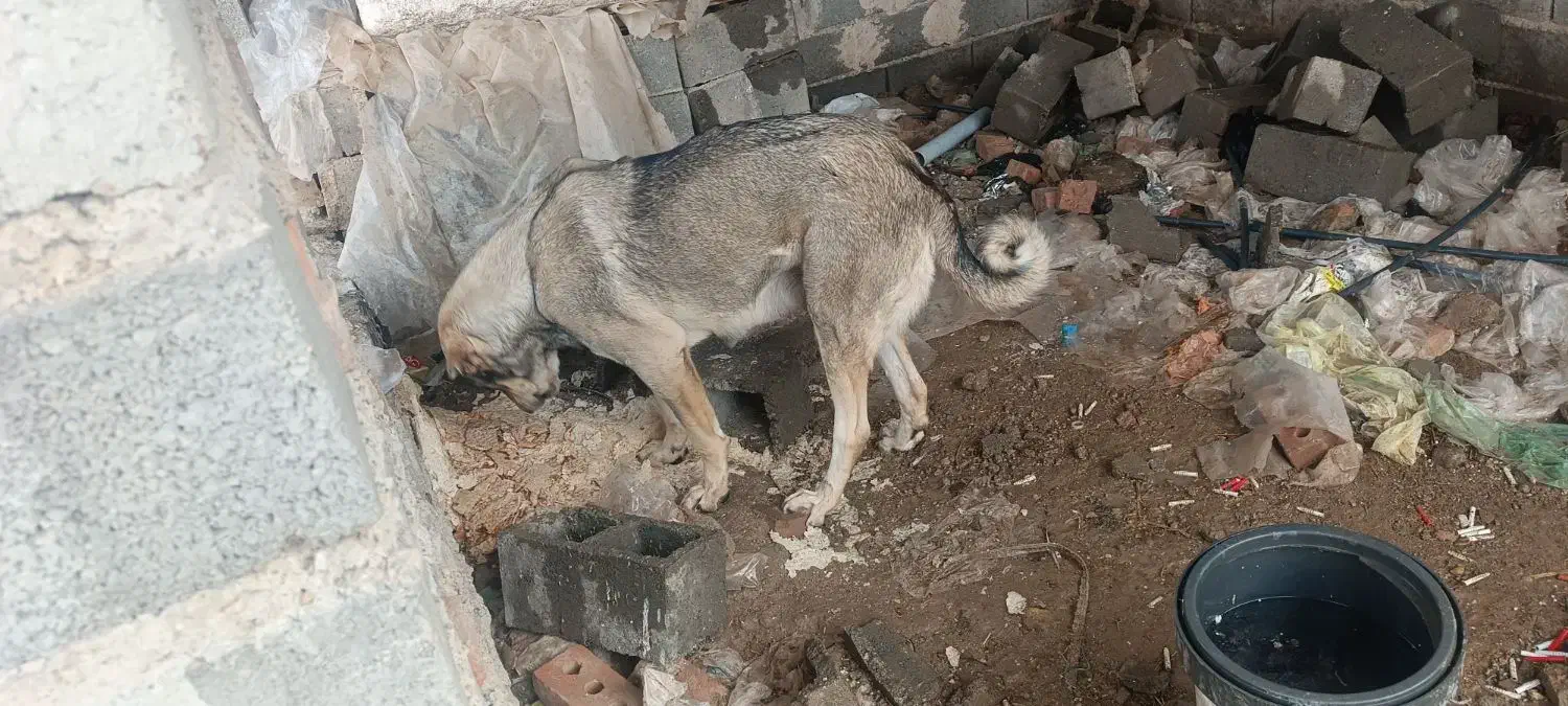 سگ پژده|سگ|لیلان, |دیوار