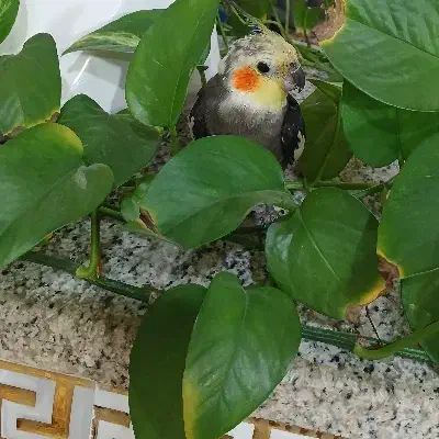 عروس هلندی سخنگو|پرنده|قروه, |دیوار