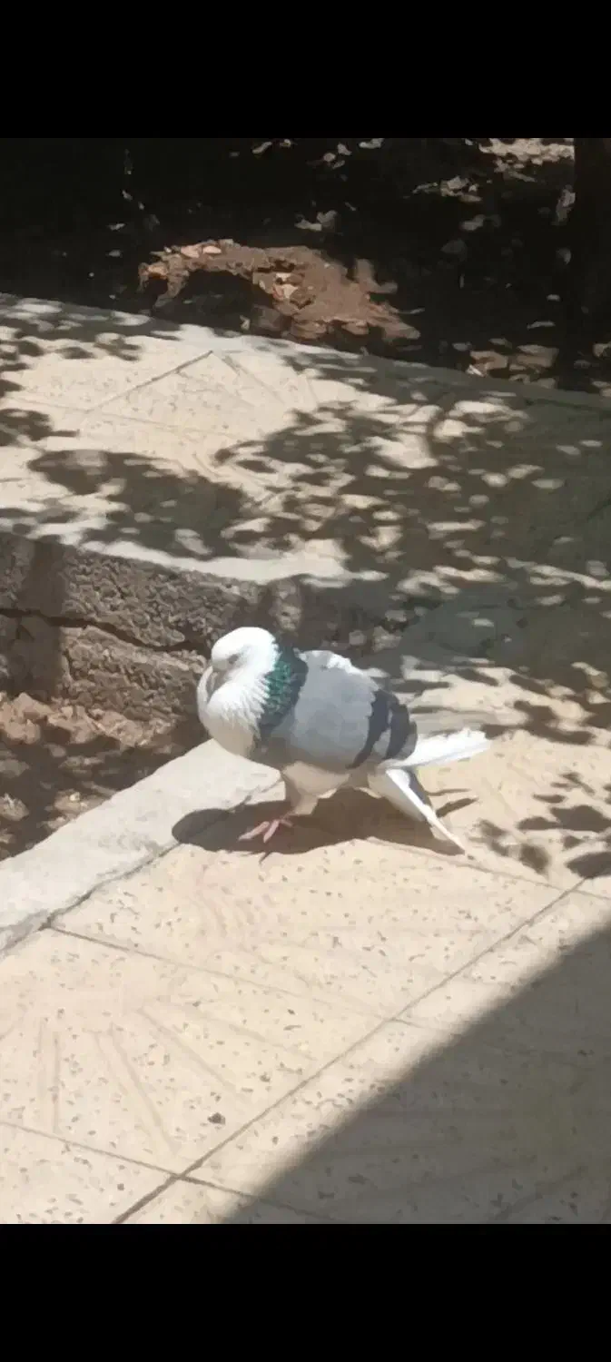 کبوتر گمشده|حیوانات|بهار, |دیوار