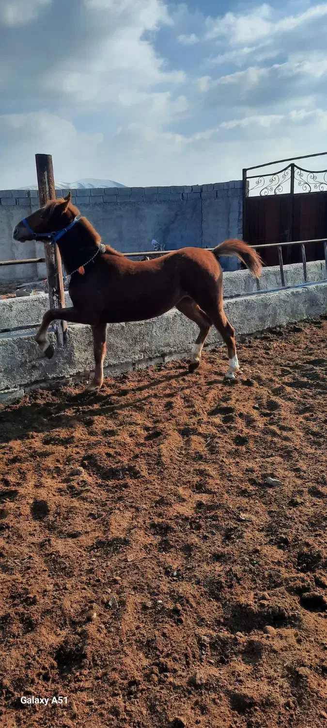 اسب کرد|حیوانات مزرعه|کنگاور, |دیوار