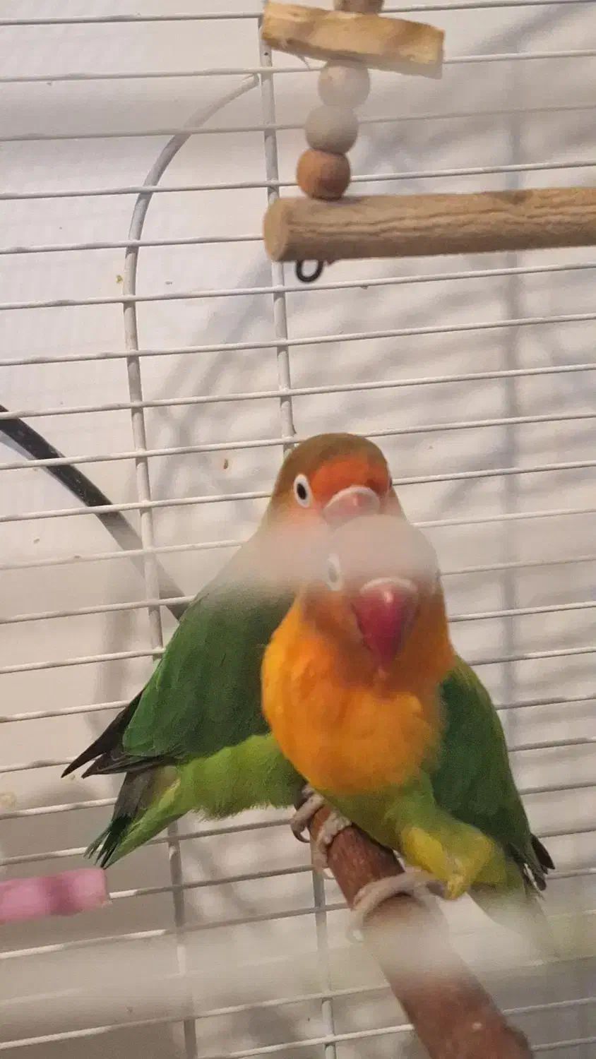 یه جفت طوطی برزیلی|پرنده|شیراز, دشت چنار|دیوار