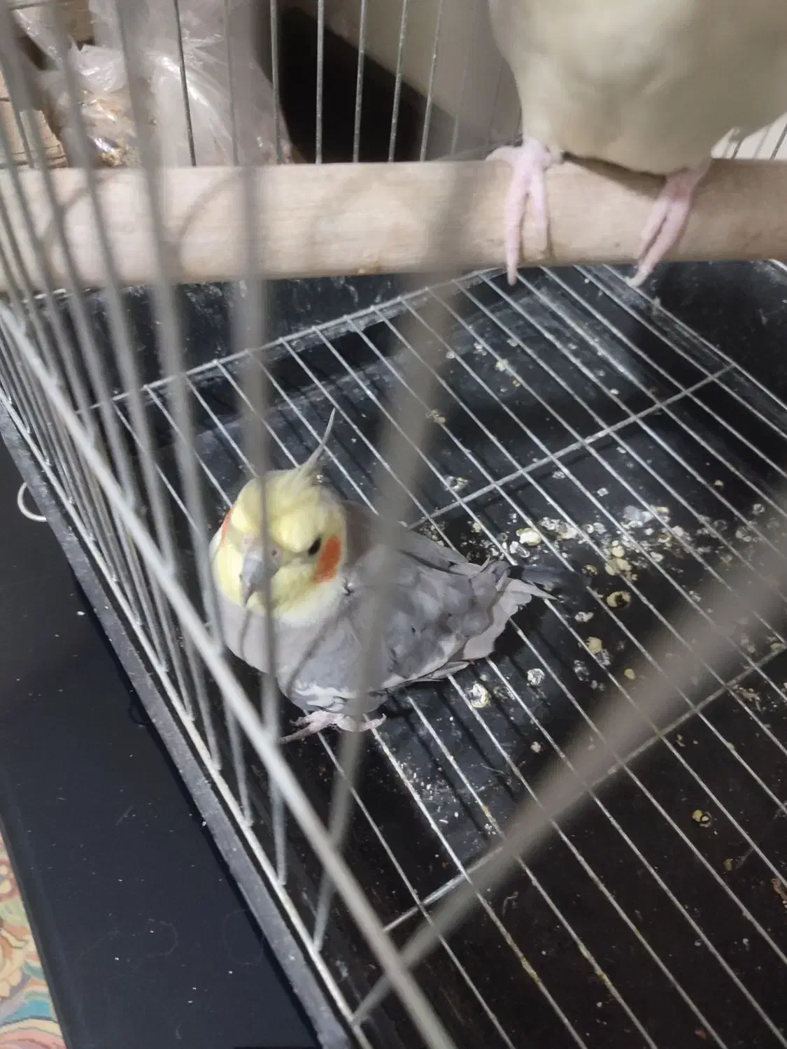 یک جفت عروس هلندی|پرنده|قدس, شهر‌قدس|دیوار