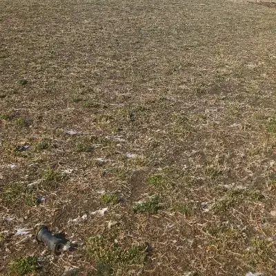 درخت نهال|خدمات باغبانی و درختکاری|شیروان (لرستان), |دیوار