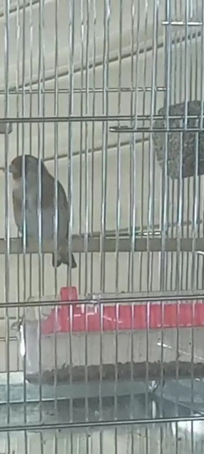 پرنده سهره|پرنده|شاهین‌شهر, نبوت|دیوار