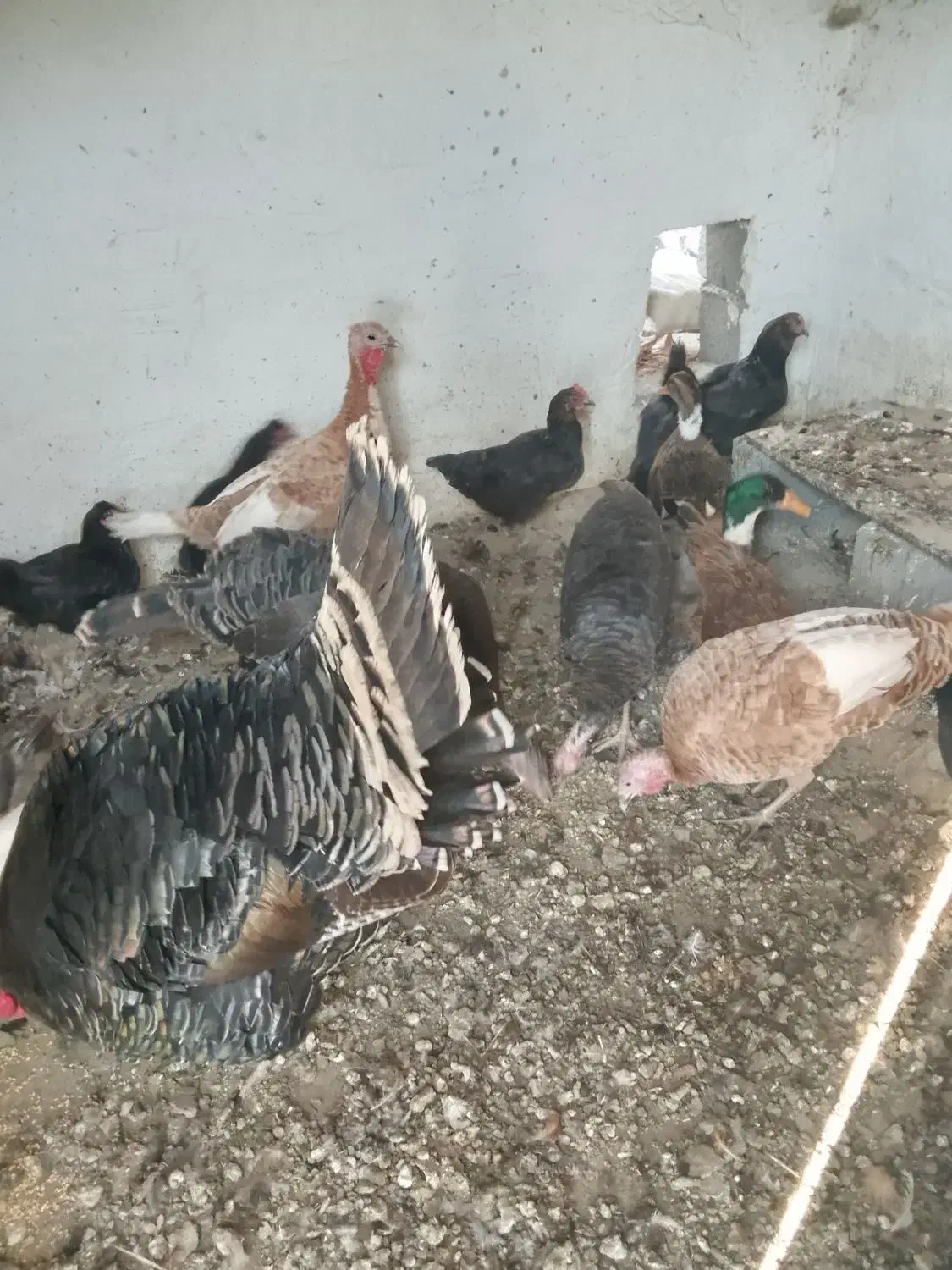 مرغ کردی|حیوانات مزرعه|بیلوار, |دیوار