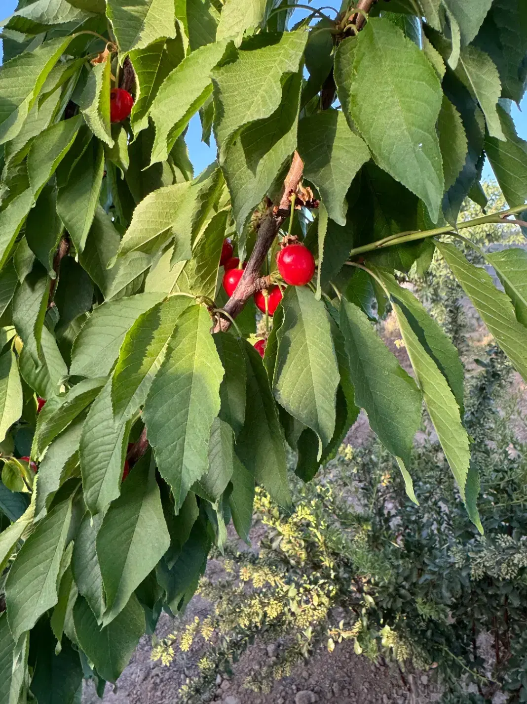 تصویر 2