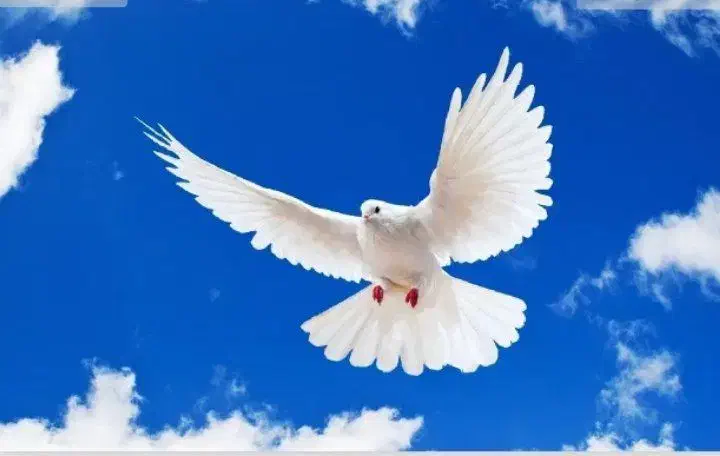 کفتر پرشی|پرنده|سیرجان, |دیوار