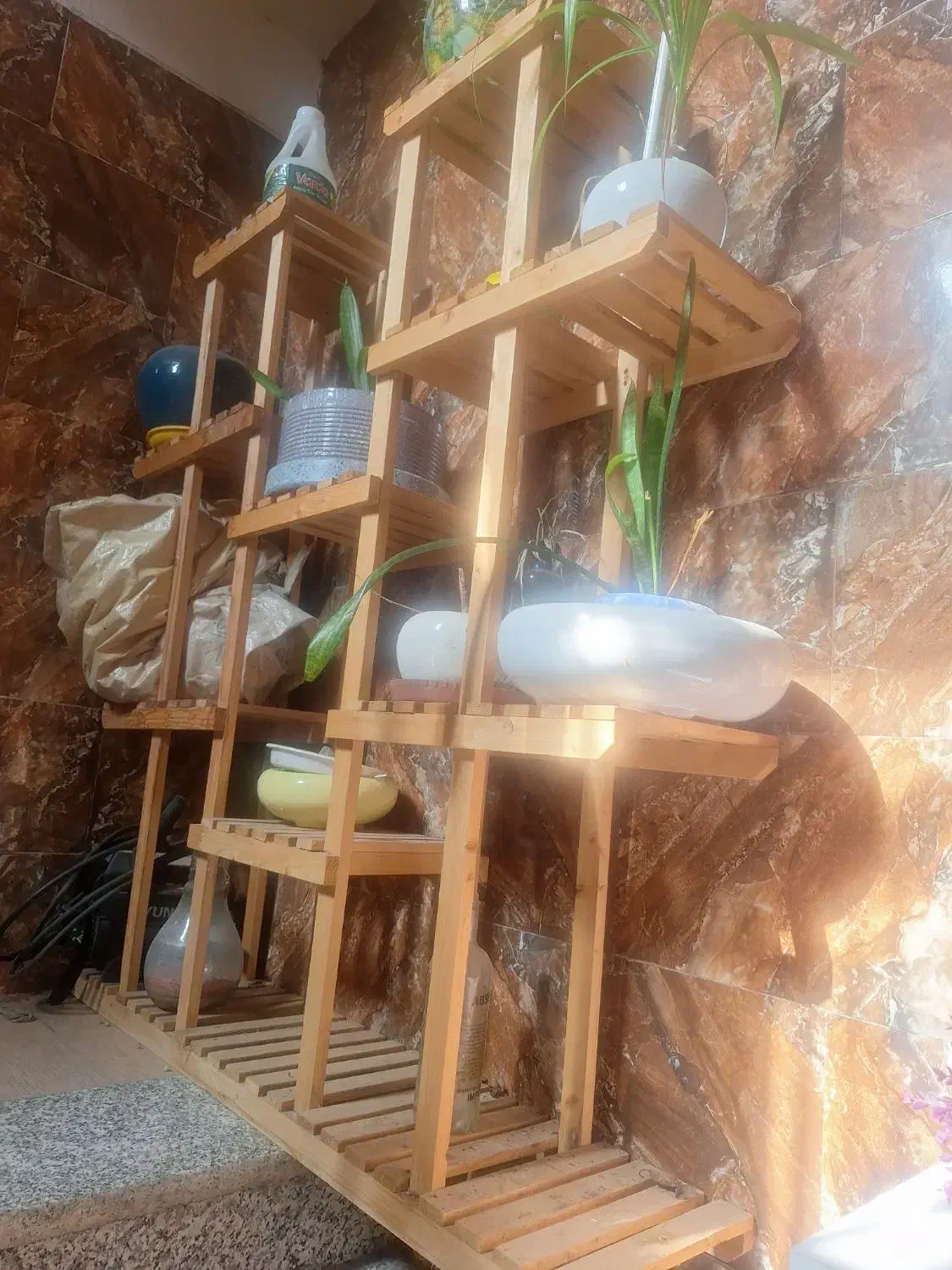 استندگل بزرگ وجادار|گل و گیاه طبیعی|شیراز, جوادیه|دیوار