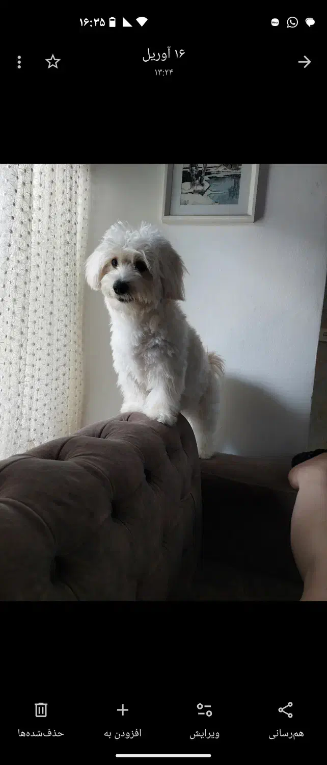 سگ نر یک و نیم ساله|سگ|ایزدشهر, |دیوار