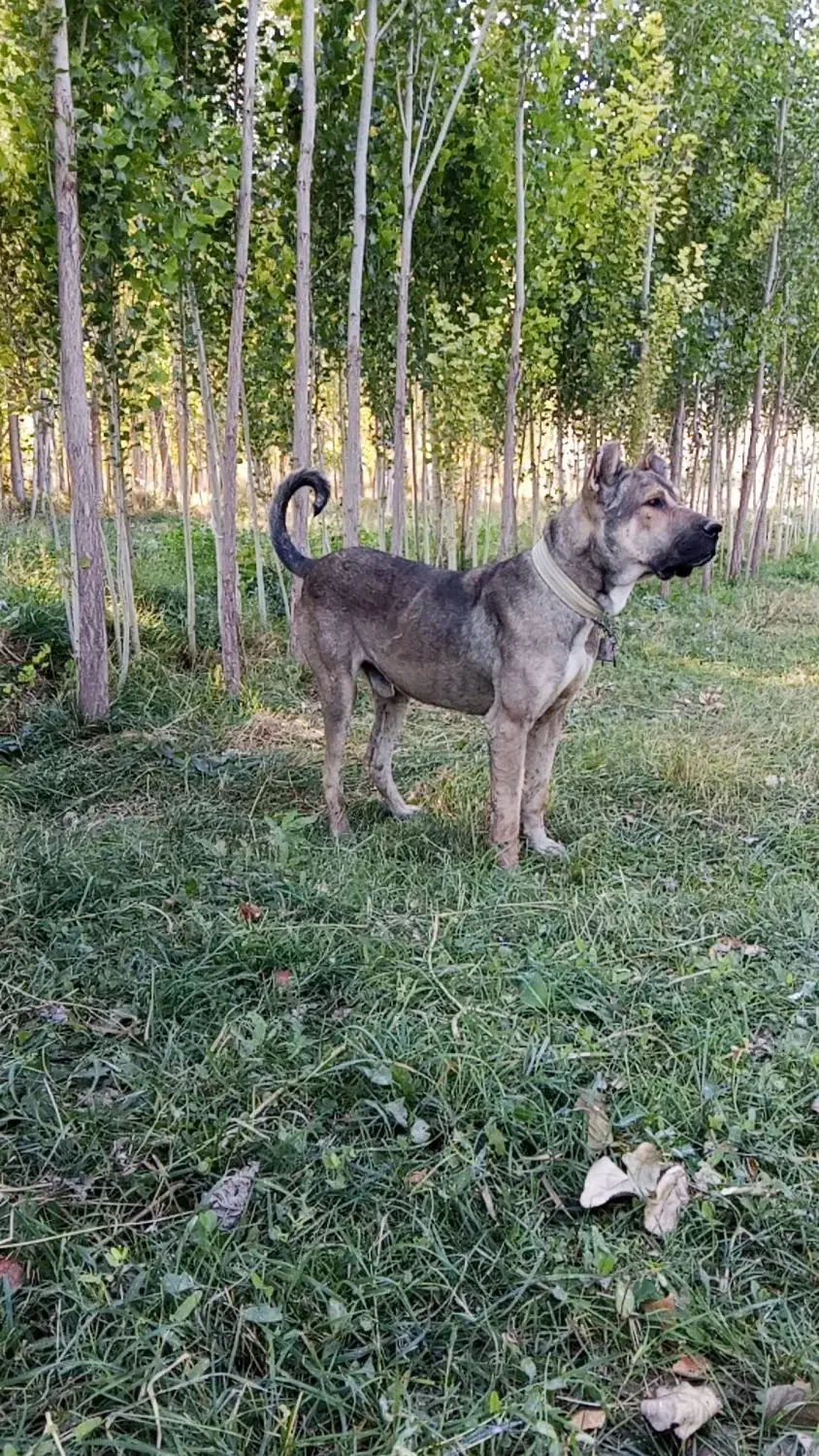 سگ گله و نگهبان|سگ|بستان آباد, |دیوار