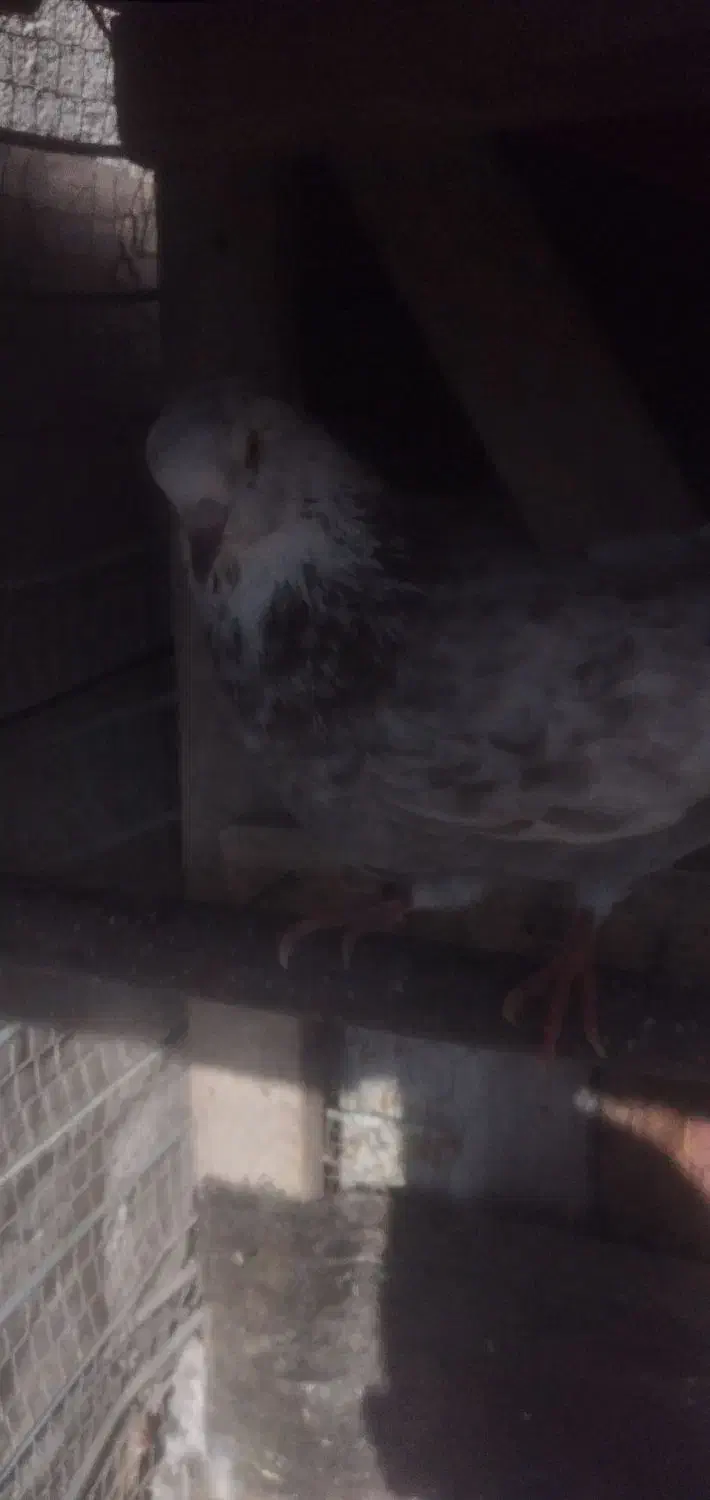 کبوترپرشی|پرنده|املش, |دیوار