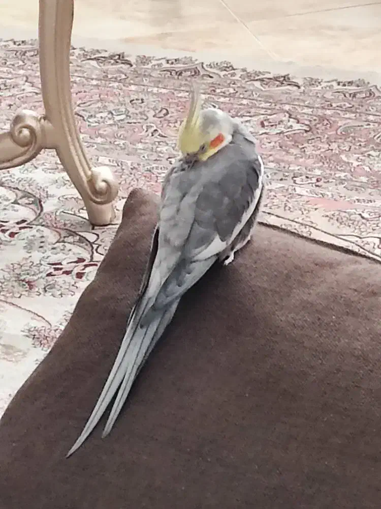 فروش عروس هلندی|پرنده|ری, جوانمرد قصاب|دیوار