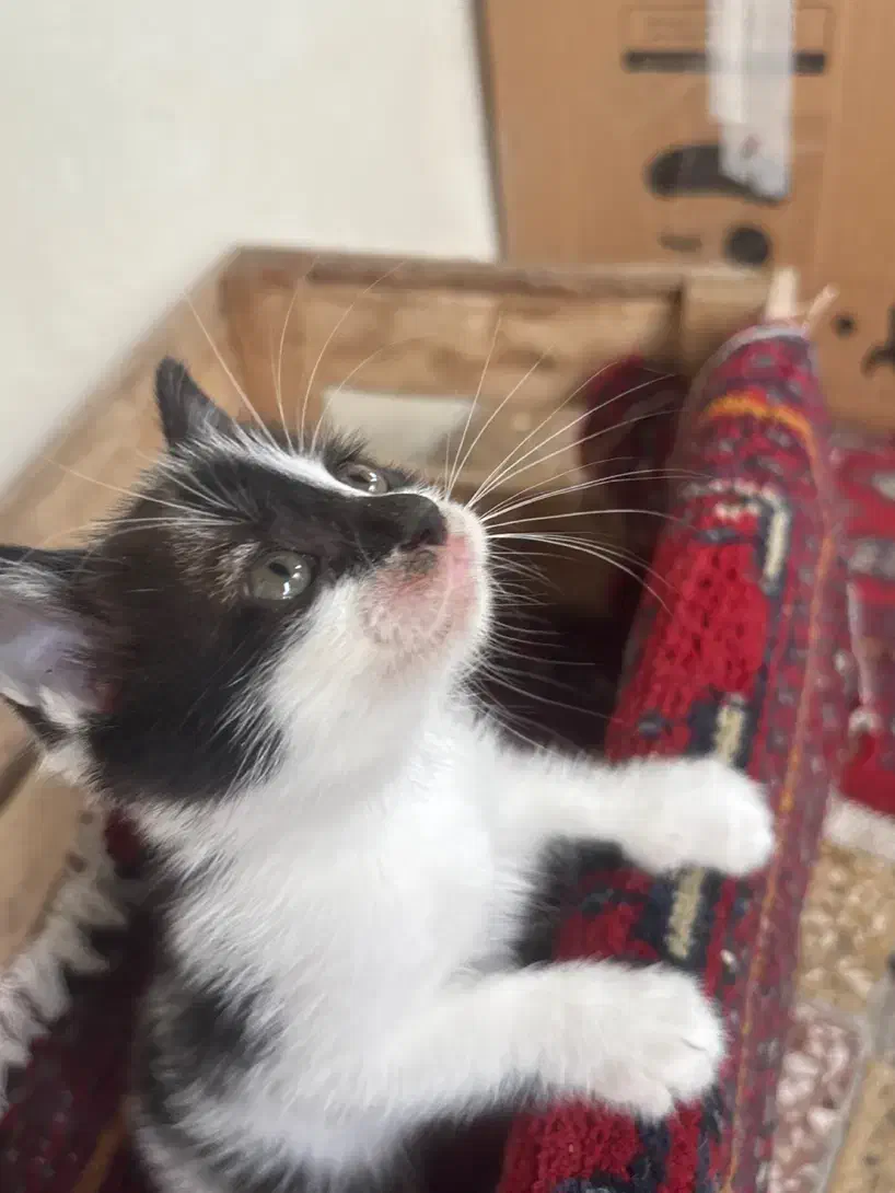 واگذاری فوری گربه|گربه|رشت, معلم|دیوار