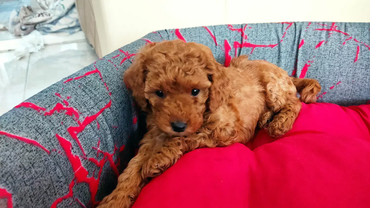 توله پودل|سگ|اصفهان, مرداویج|دیوار