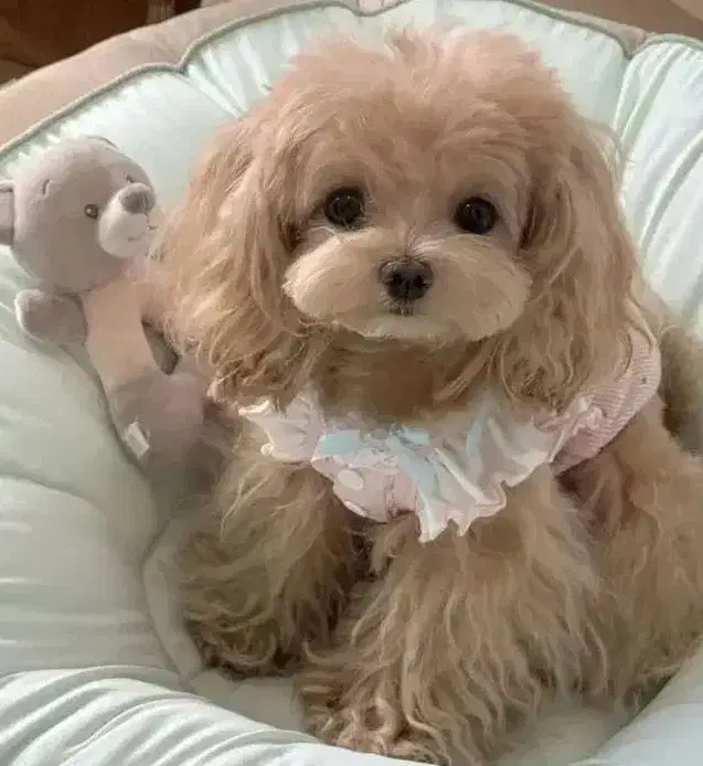 سگ های مینیاتور پاکوتاه و پشمالو واکسینه شده|سگ|خرمآباد, |دیوار