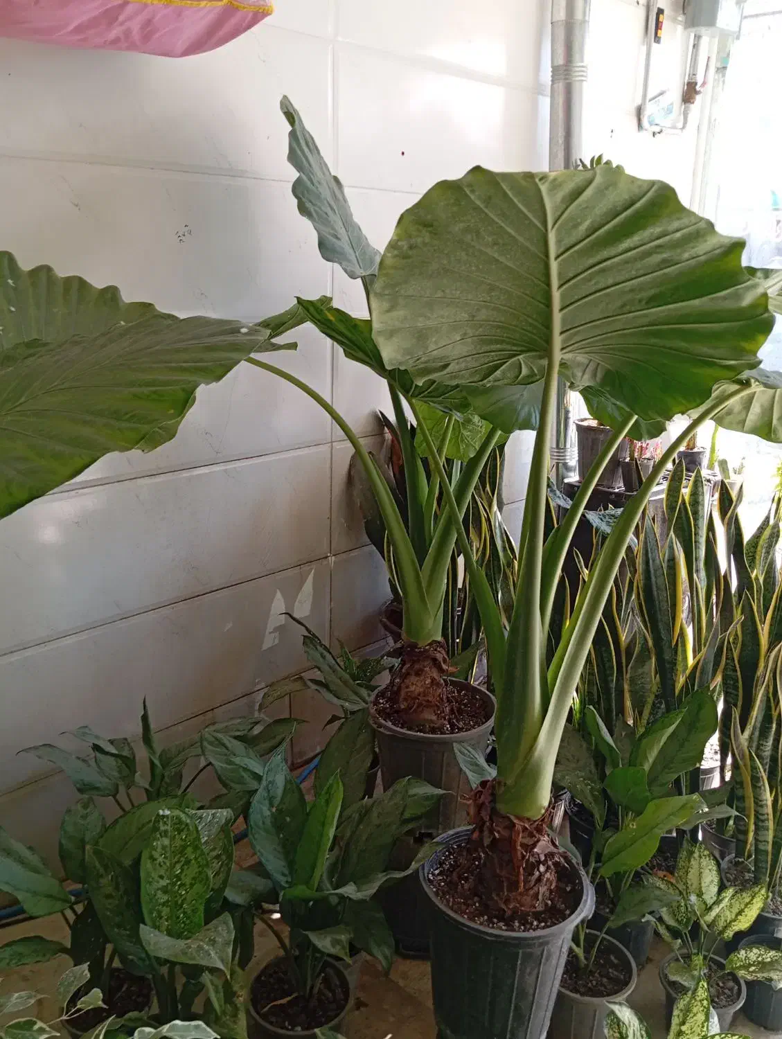 گل های آپارتمانی زیبا قیمت مناسب|گل و گیاه طبیعی|سبزوار, رضوی|دیوار