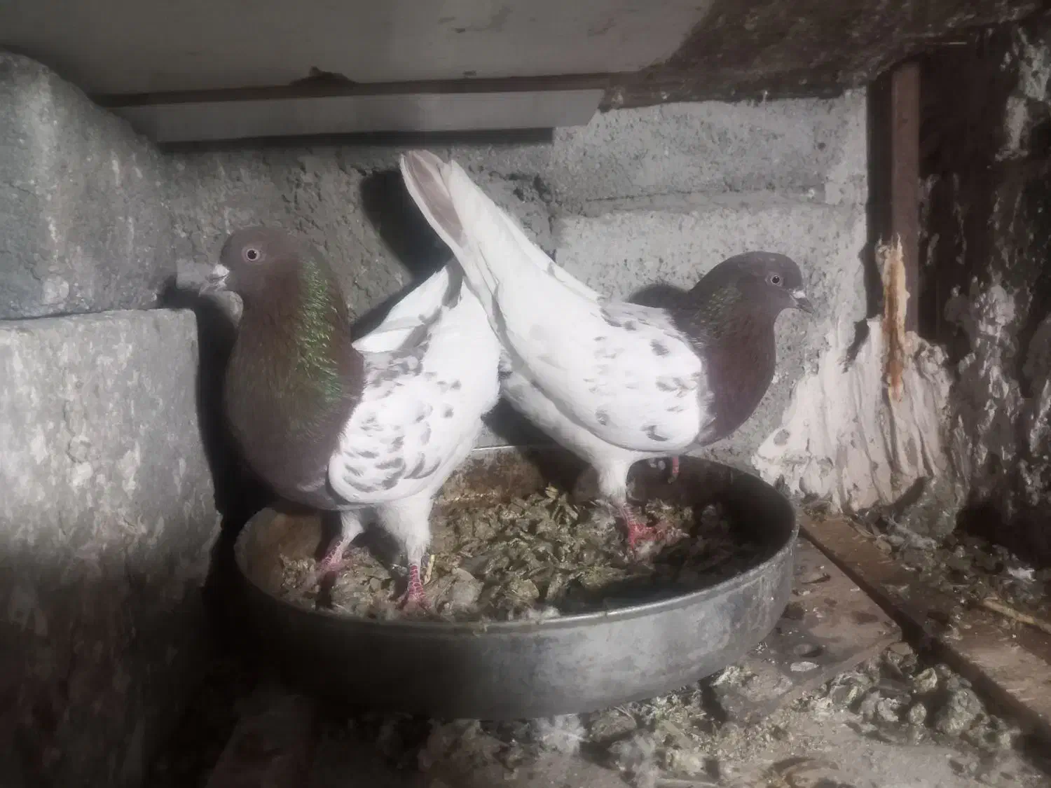 کبوتر|پرنده|تبریز, |دیوار