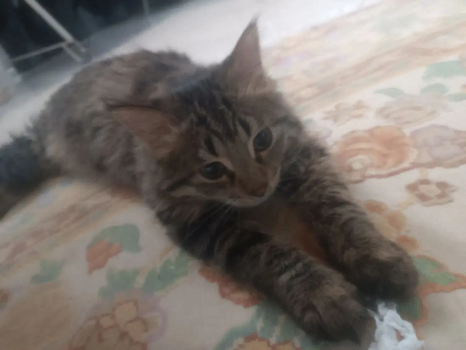 واگذاری گربه|گربه|صدرا-فارس, فاز ۱|دیوار