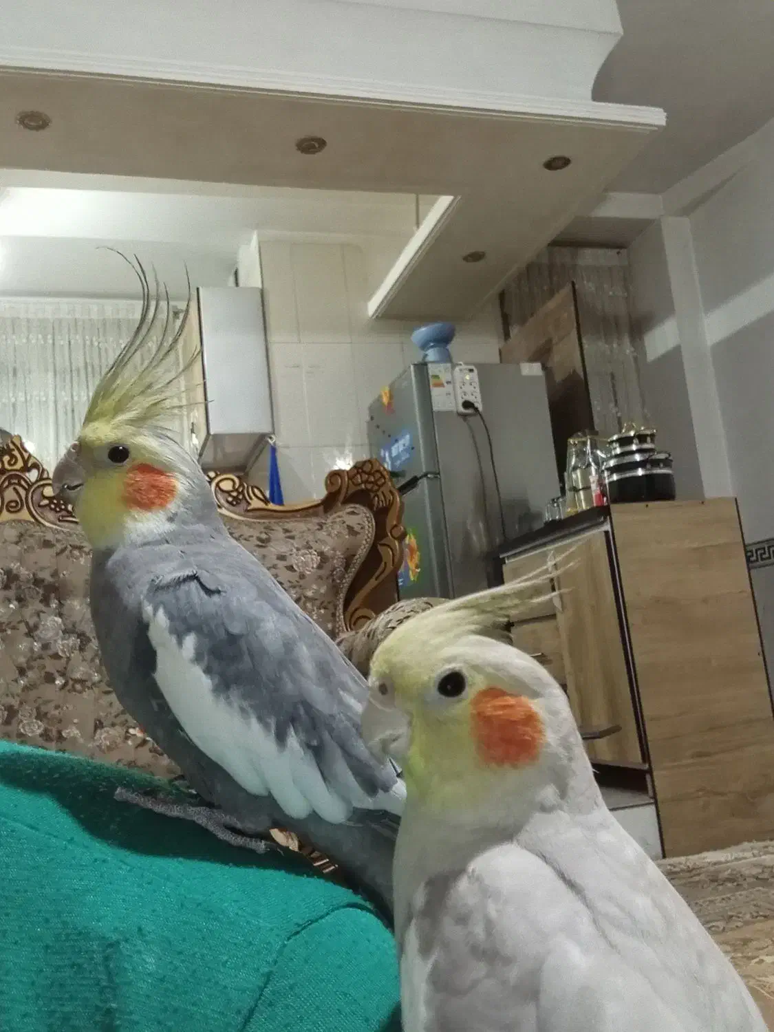 جفت عروس هلندی|پرنده|ماهدشت, |دیوار