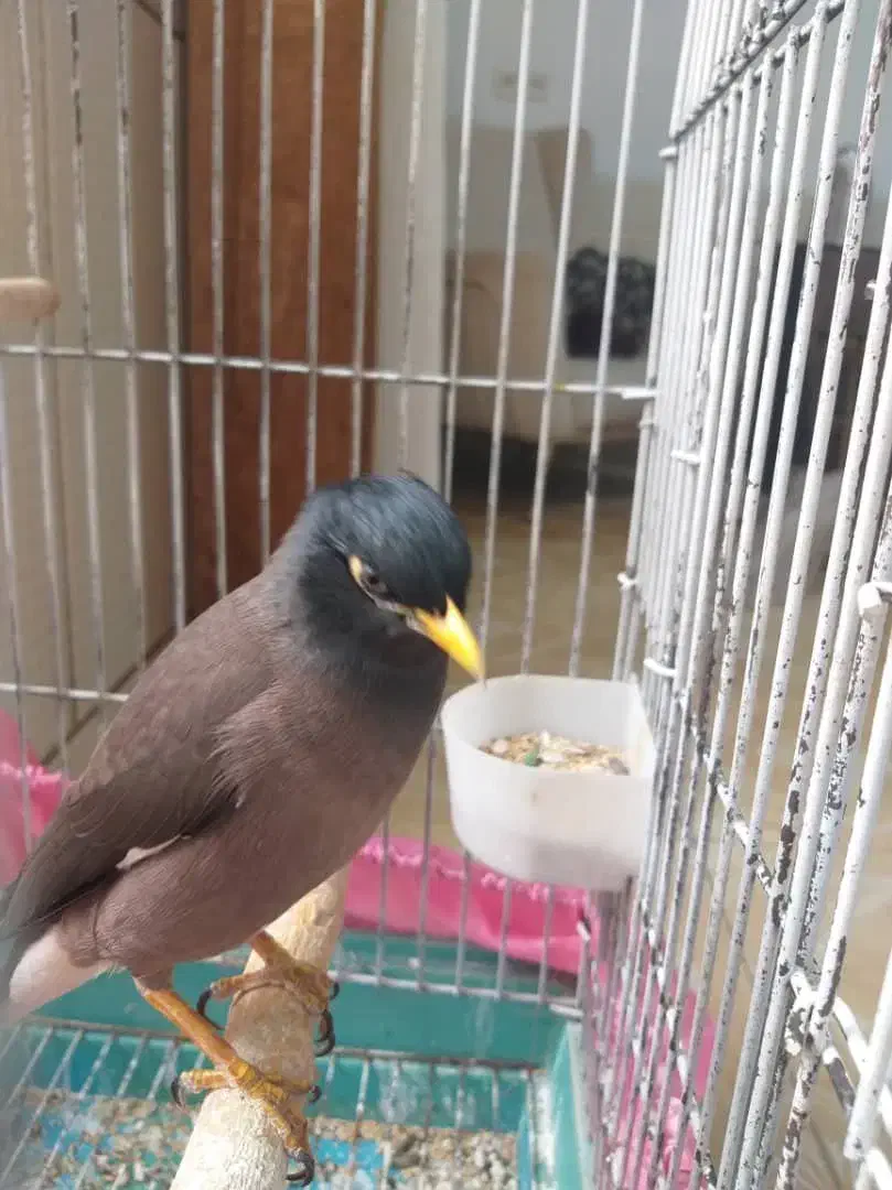 مرغ مینا|پرنده|مرودشت, ابوذر شمالی‎|دیوار