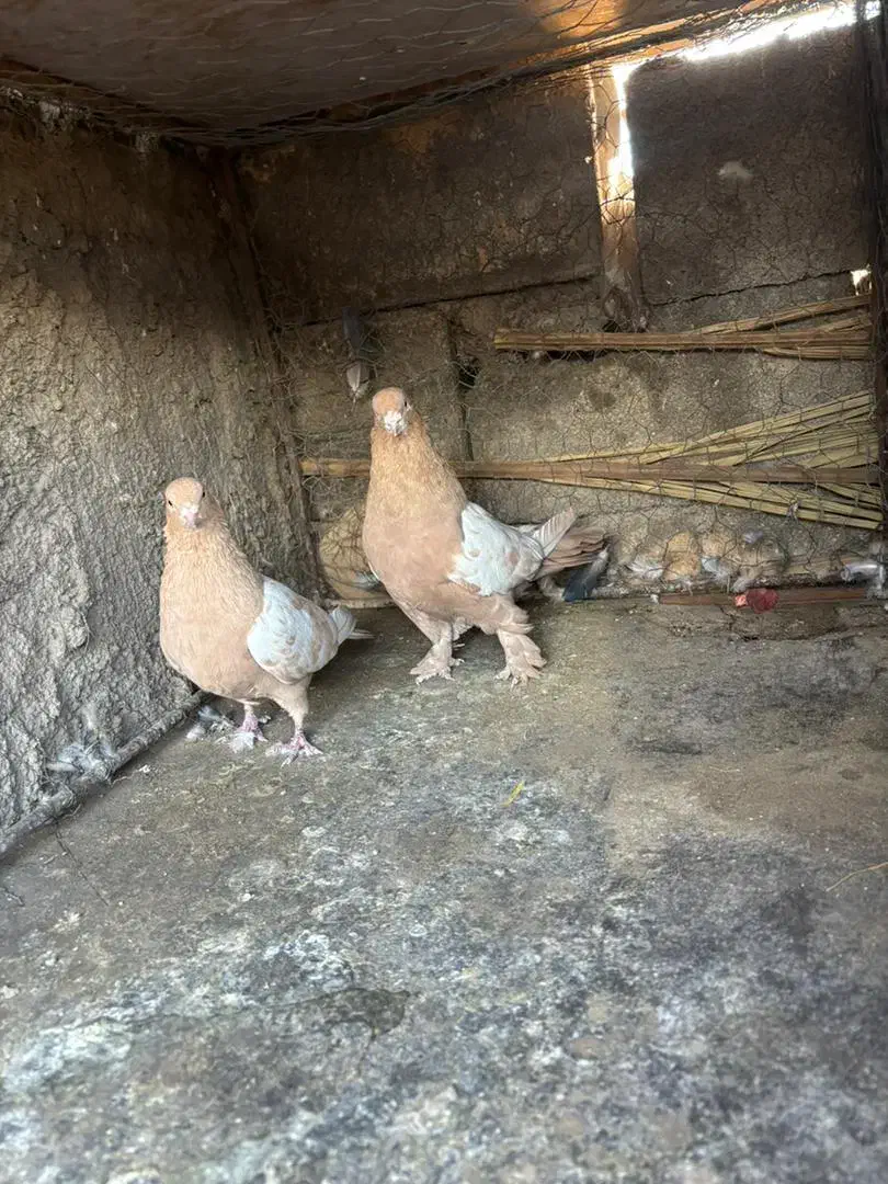 سلام نر ماده سین زرد|پرنده|کرمان, |دیوار