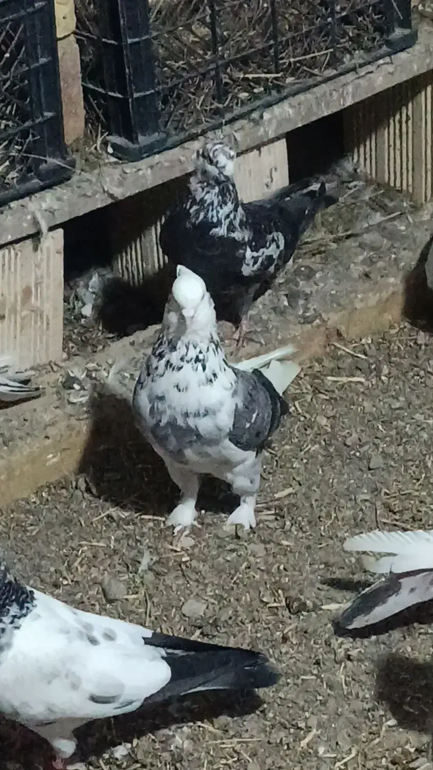 کفتر|پرنده|صومای برادوست, |دیوار