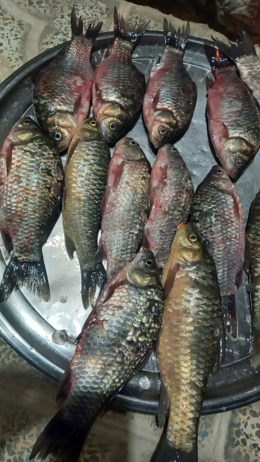 آبگرمکن ماهی|ماهی|آبدانان, |دیوار