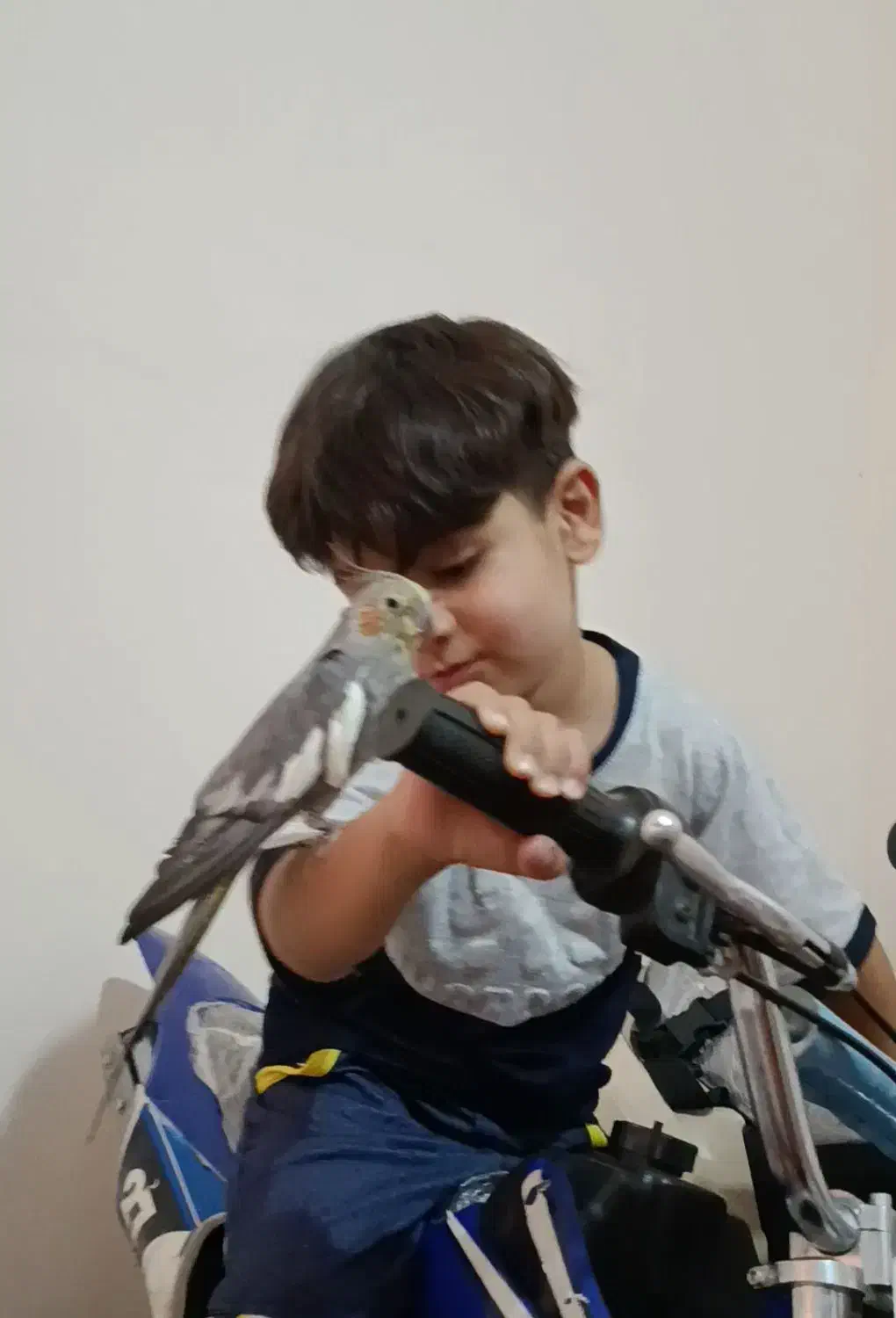 عروس هلندی|پرنده|صدرا-فارس, فاز ۱|دیوار