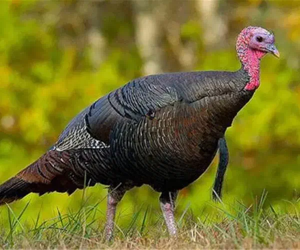 بوقلمون نر و ماده|حیوانات مزرعه|بیلوار, |دیوار