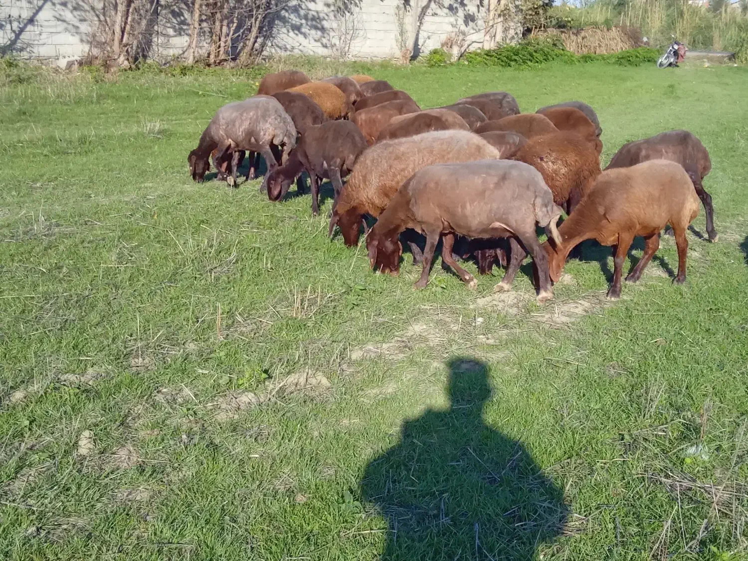 گوسفند آبستن شیشک|حیوانات مزرعه|گلوگاه, |دیوار