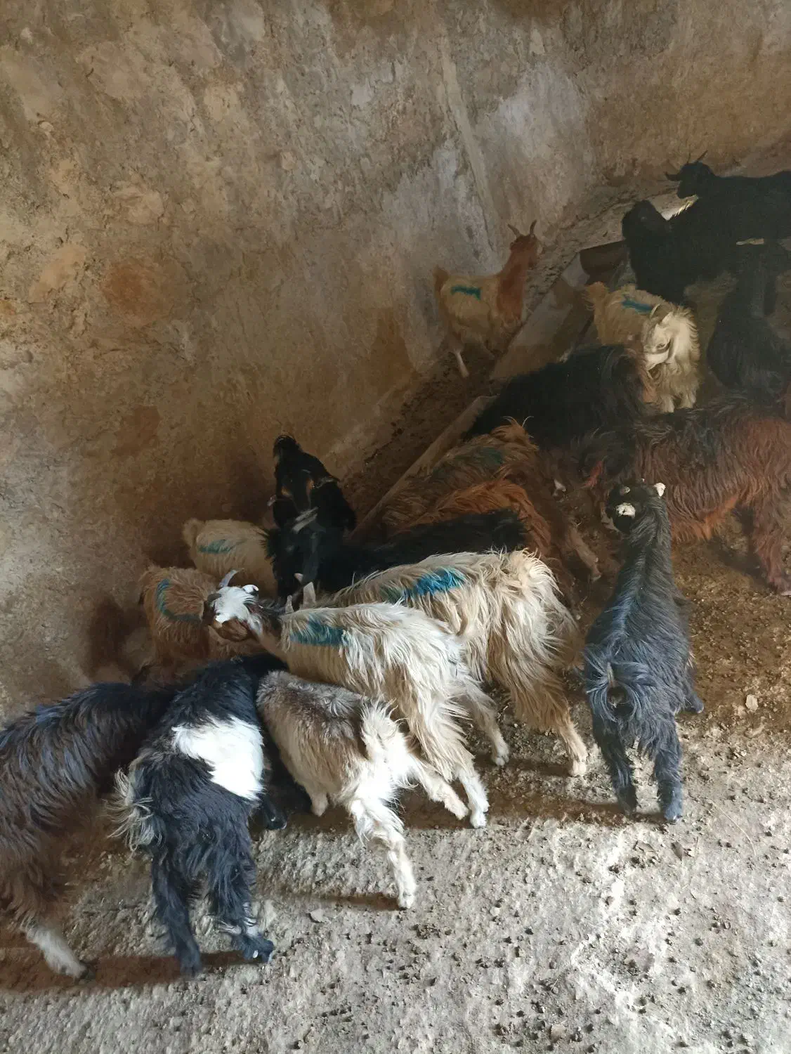 بیست راس کهره|حیوانات مزرعه|لنده, |دیوار