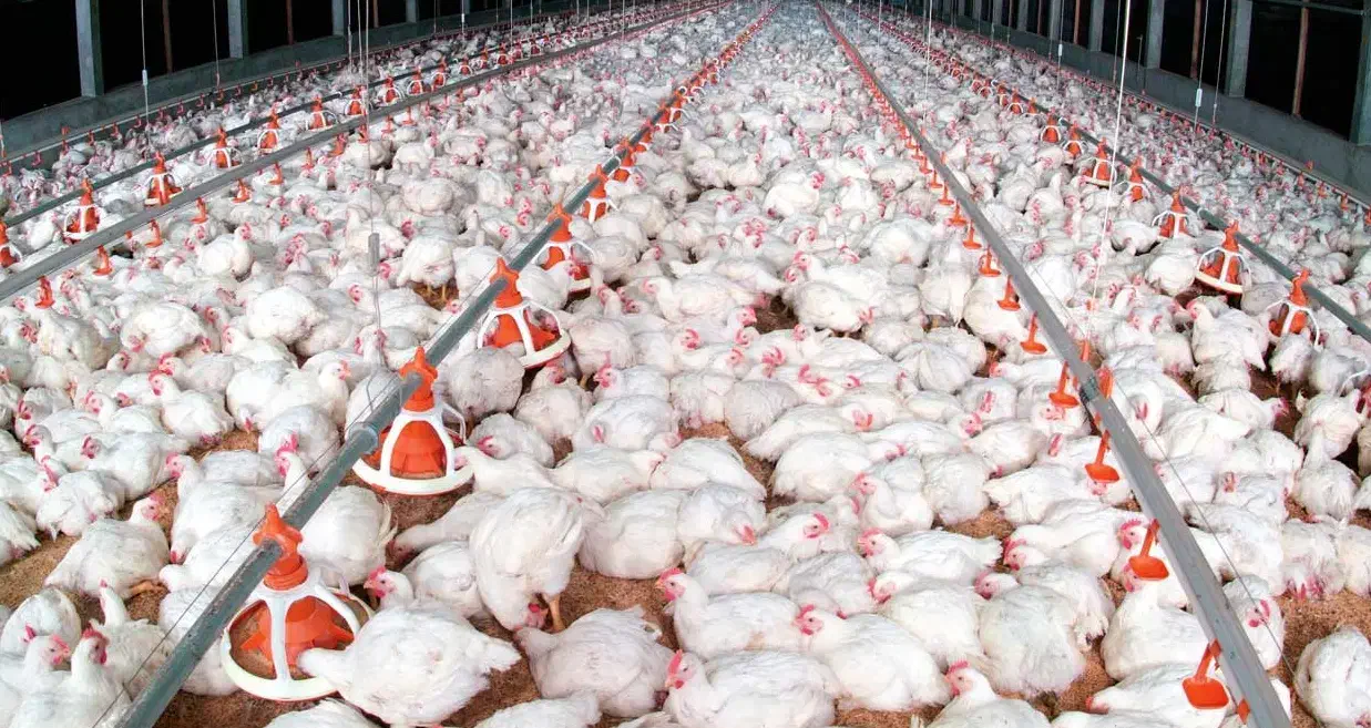 همکار تمام وقت برای مرغداری|استخدام صنعتی، فنی، مهندسی|قهستان, |دیوار