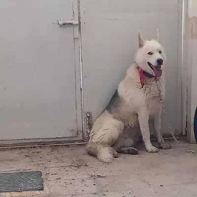 هاسکی نر|سگ|تربت‌حیدریه, حاجی یار‎|دیوار