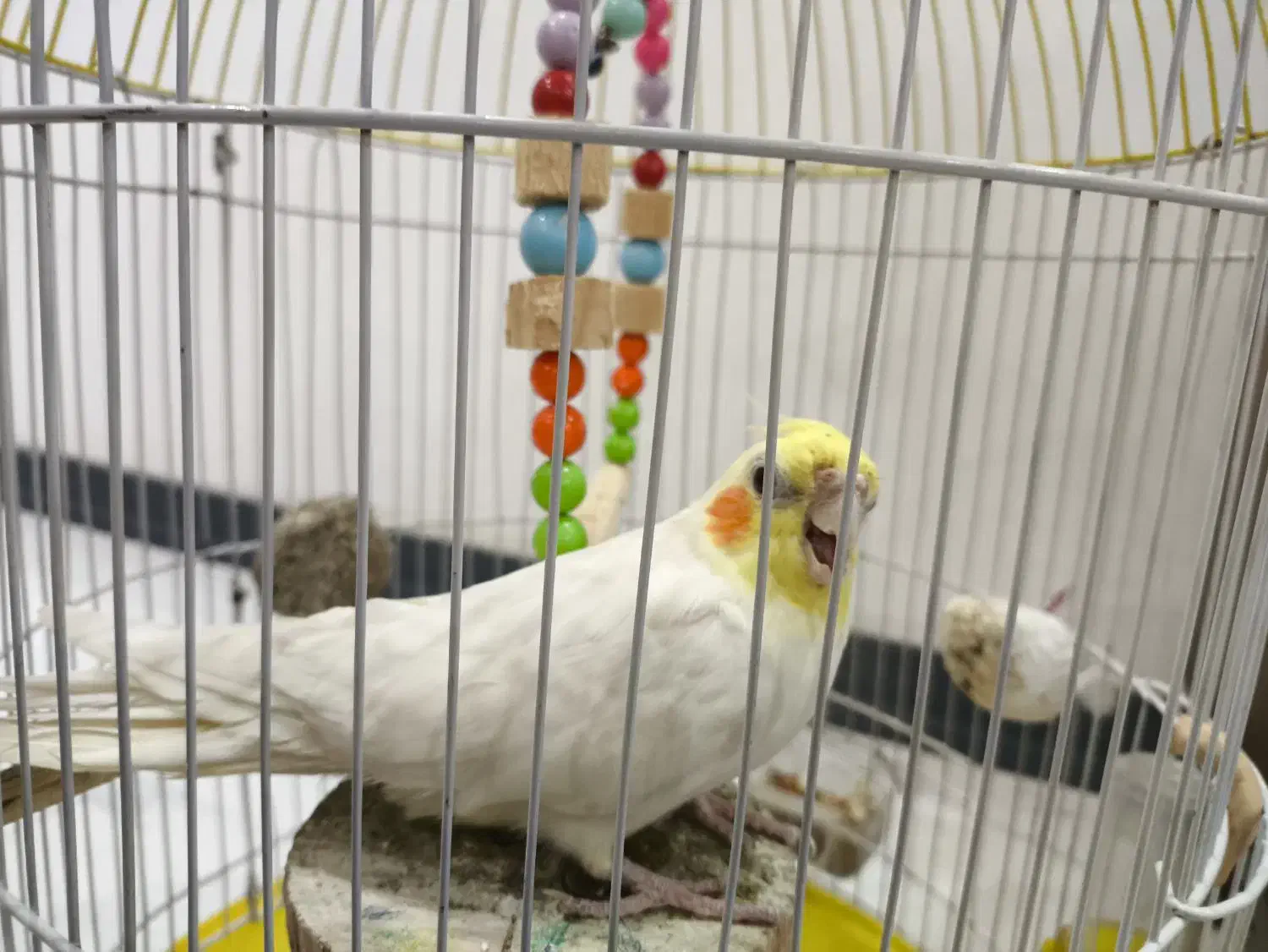 عروس هلندی دستی نر سفید|پرنده|نوشهر, |دیوار