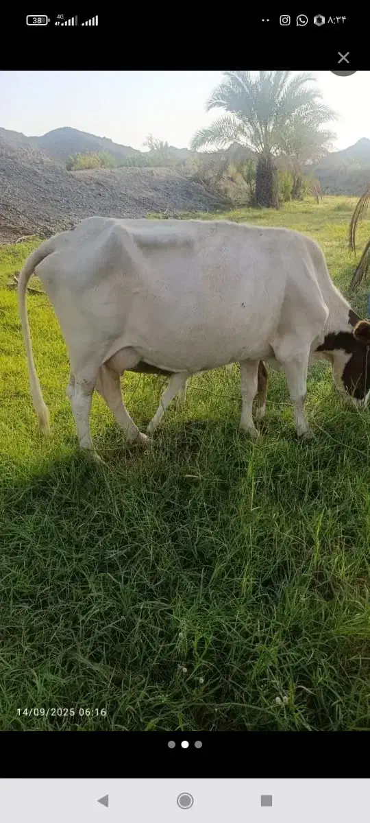 گاو و گوساله نر|حیوانات مزرعه|جیرفت, |دیوار