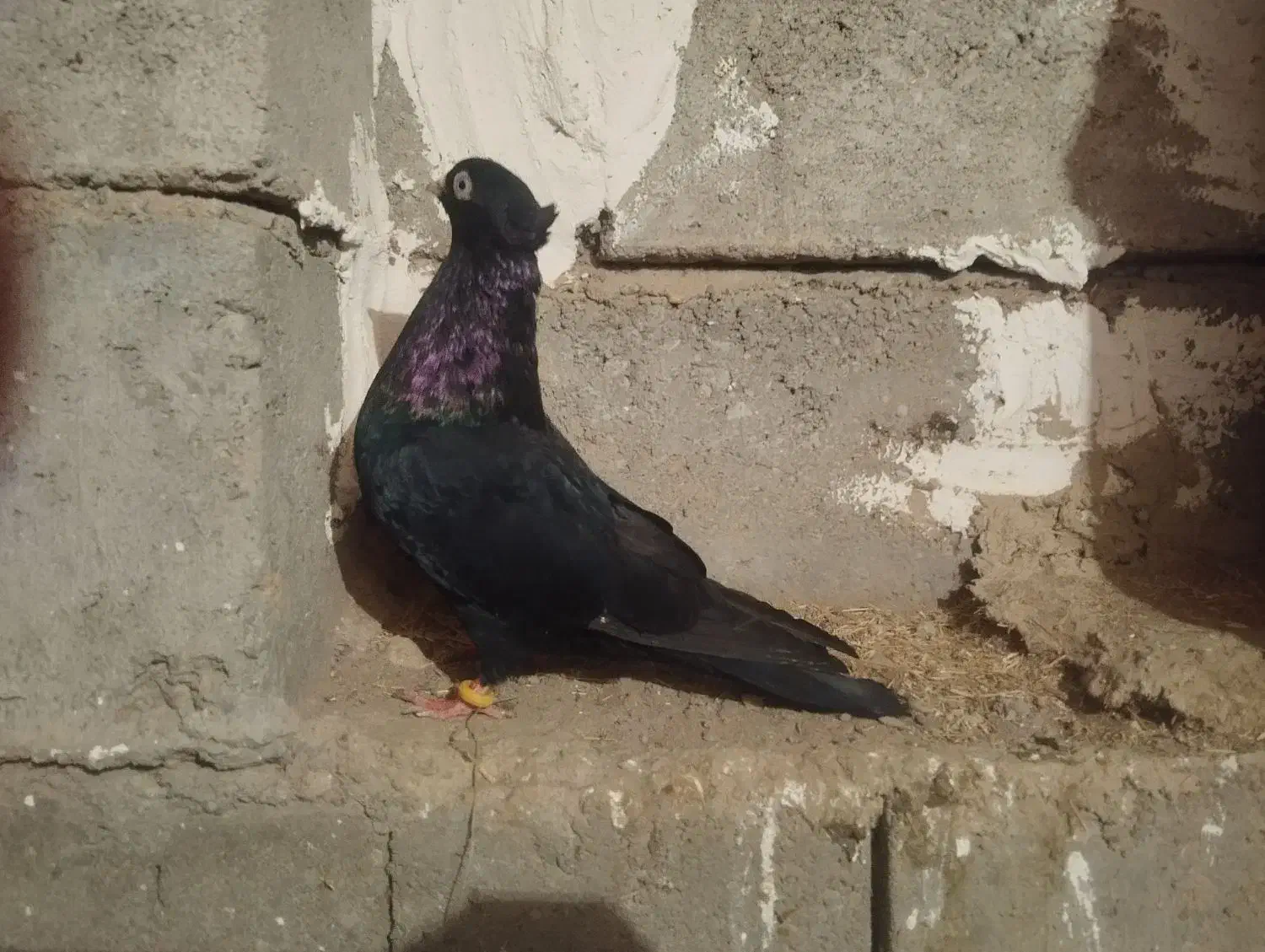 دوتا کبوتر فره دوتا سیاه|پرنده|کشاورز, |دیوار