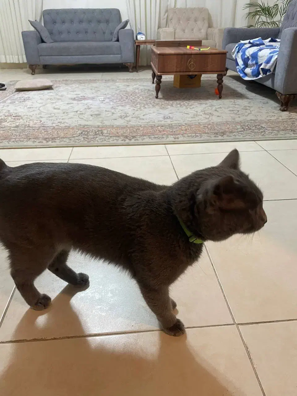 گربه بریتیش اسکاتیش|گربه|رشت, بلوار گیلان|دیوار