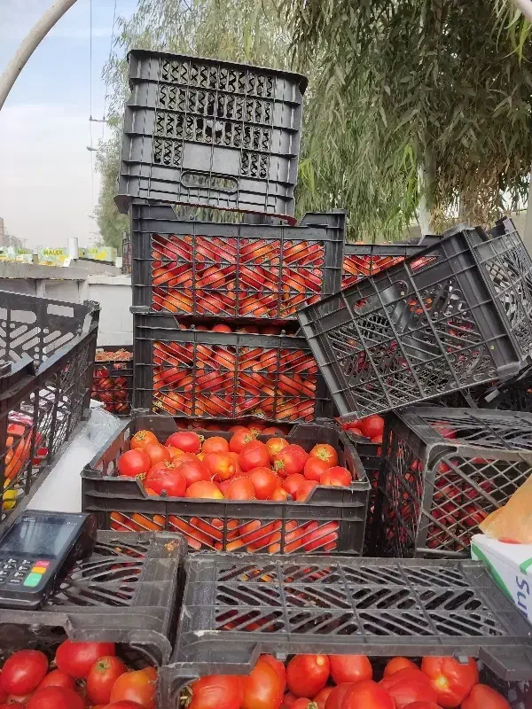 گوجه قیمت خرید|حراج|ساوه, |دیوار