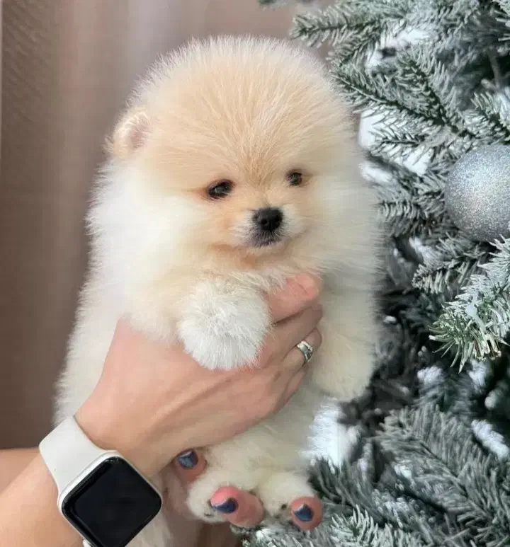 یک به یک خشکل و تو دل برو|سگ|صدرا-فارس, فاز ۱|دیوار